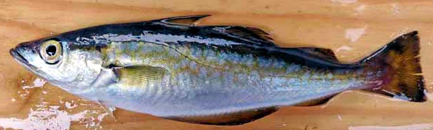 Pollachius pollachius_00555